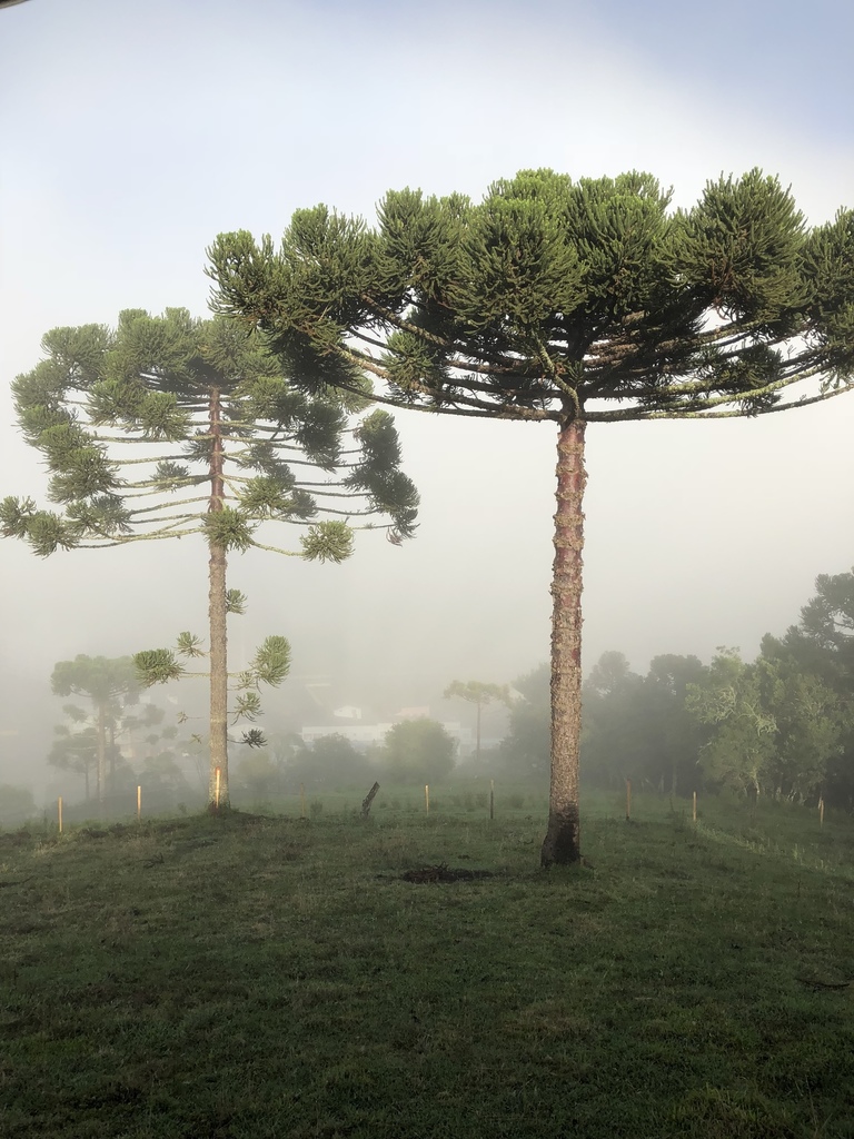 Araucaria angustifolia