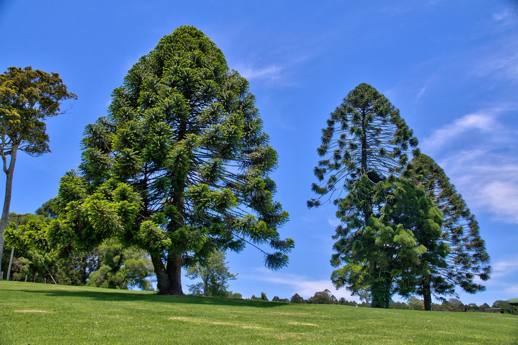 Araucaria Bidwilli