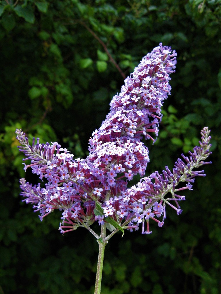 Buddleja