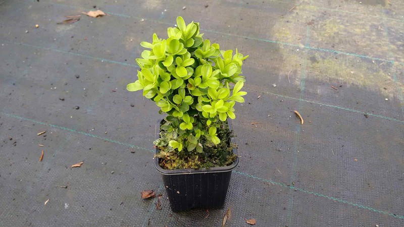 Buxus Enano