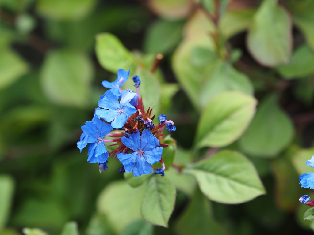 Ceratostigma