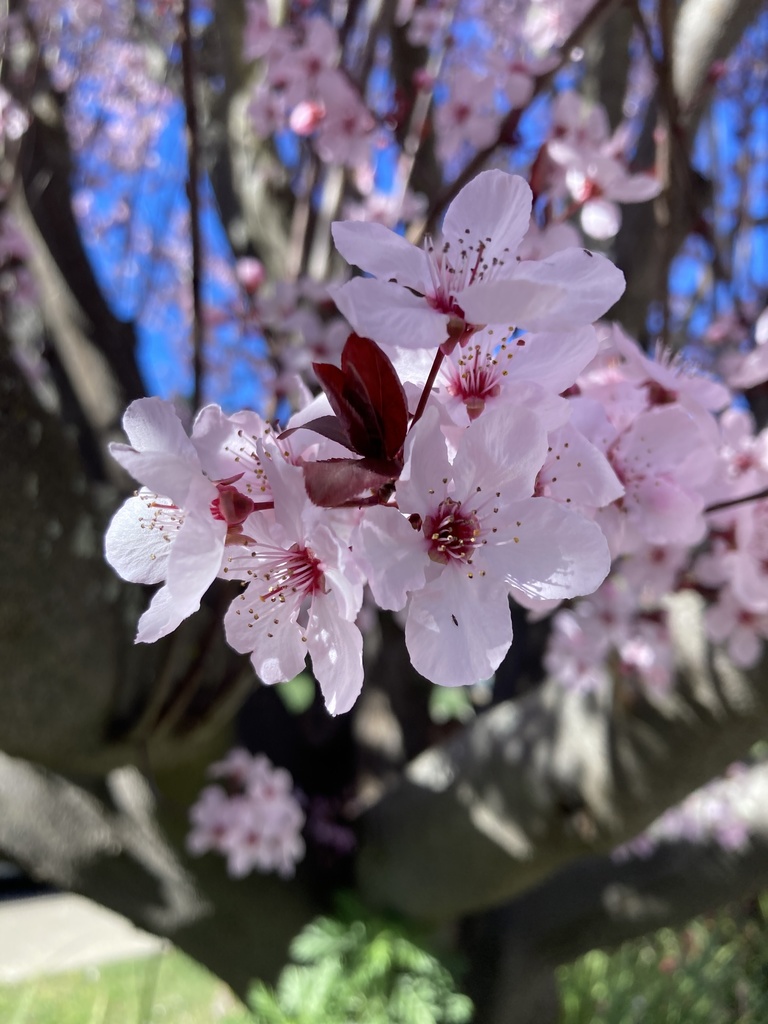 Ciruelo de Jardín injertado