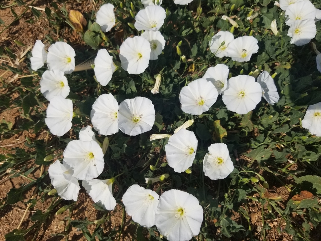 Convolvulus