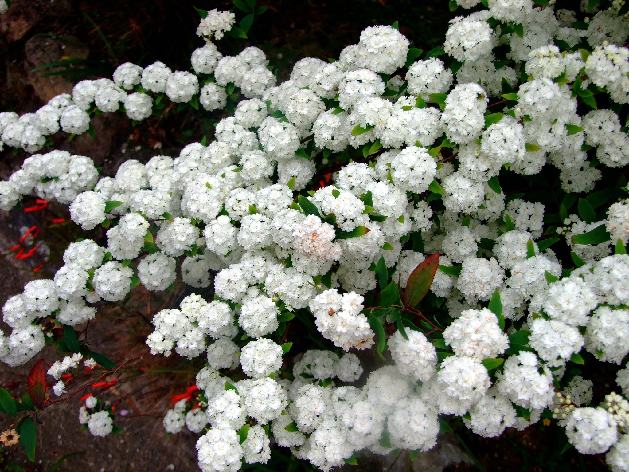 Corona de Novia Blanca