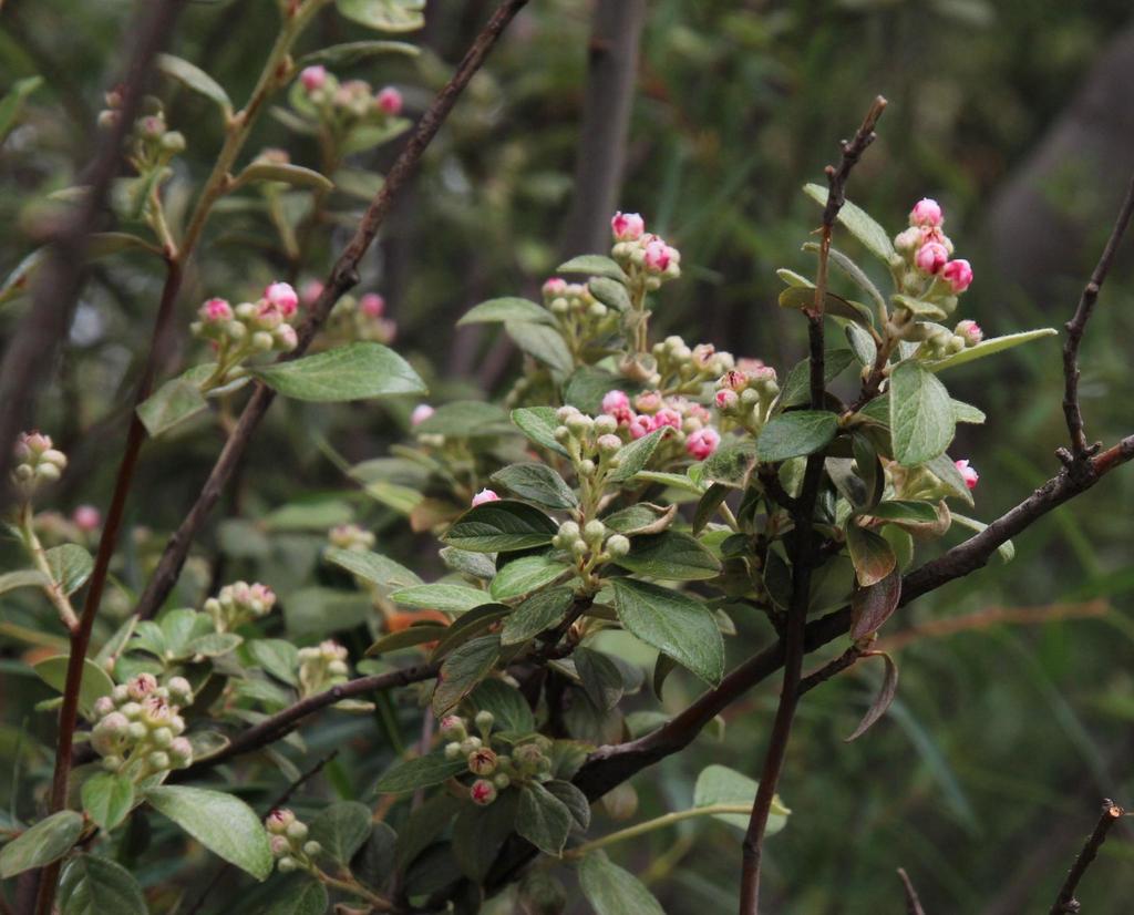 Cotoneaster Franchetti