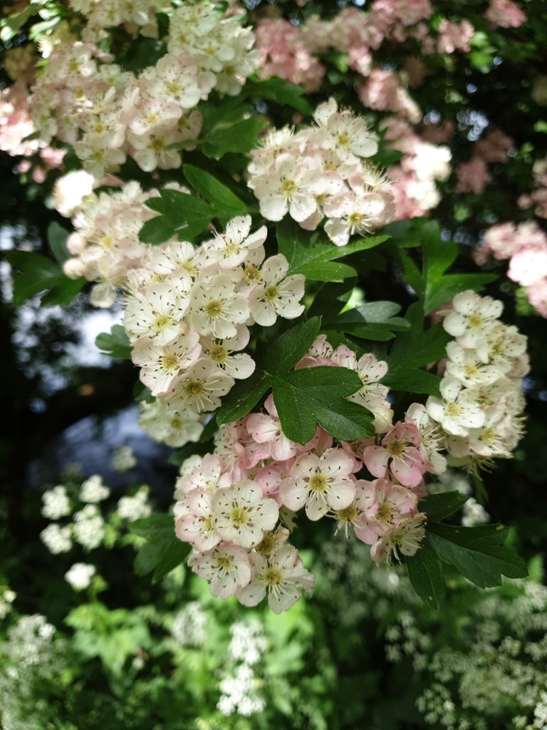 Crataegus