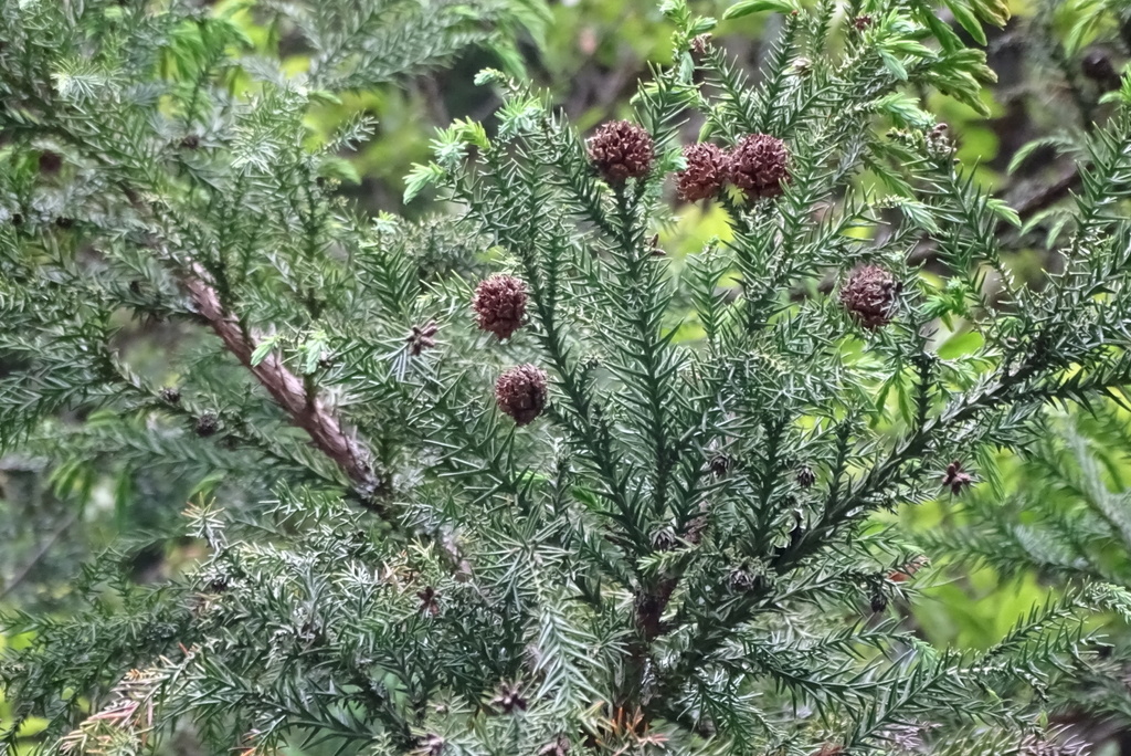 Cryptomeria Japonica