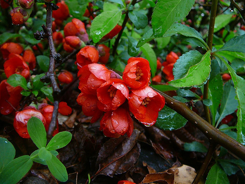 Cydonea Japónica 