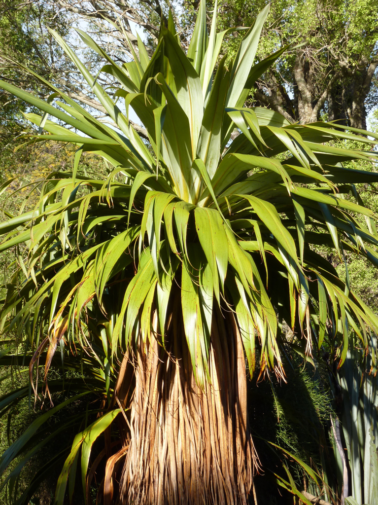 Dracena indivisa