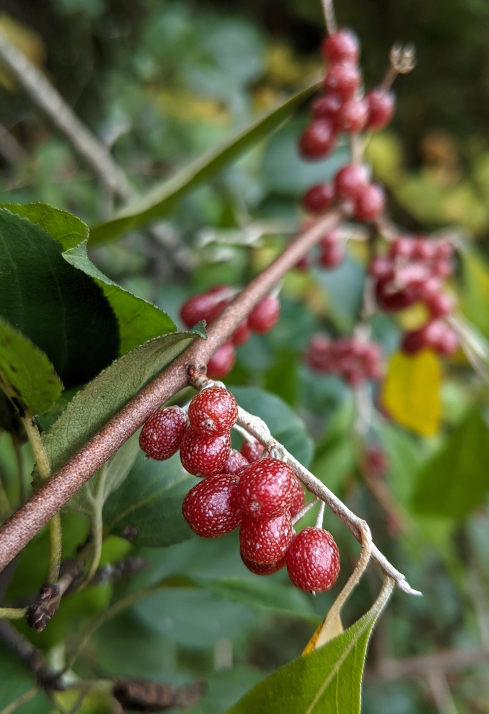 Maculata Aurea