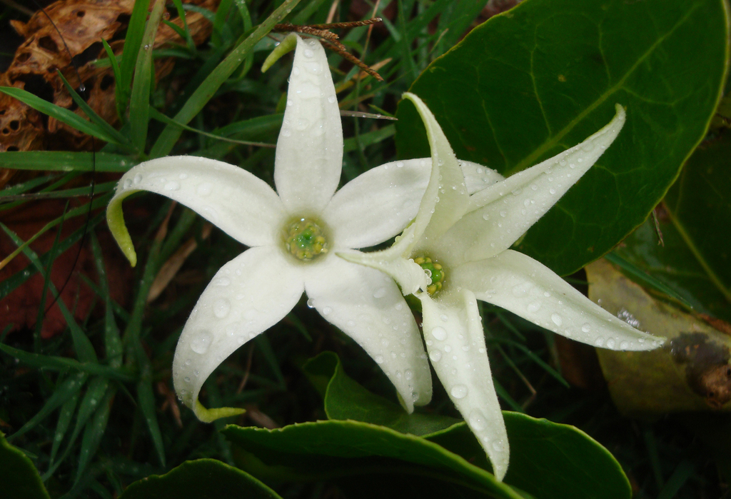 Flor de Sapo