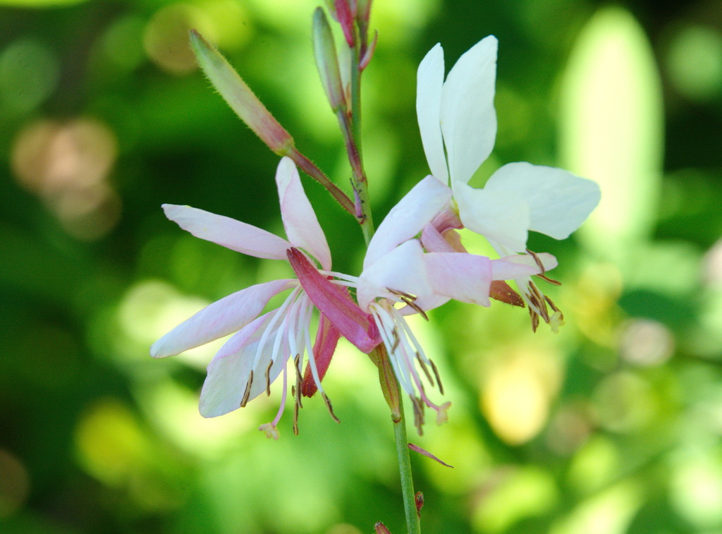 Gaura Blanca