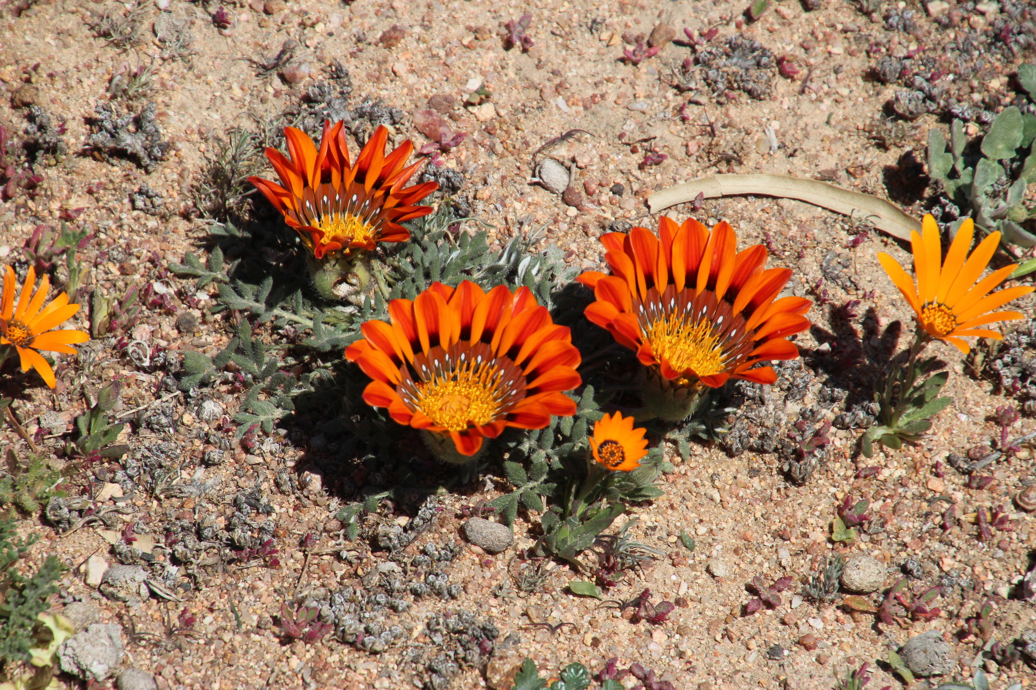 Flor del Tesoro