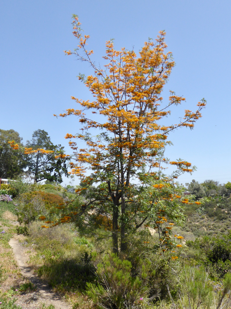 Roble Australiano