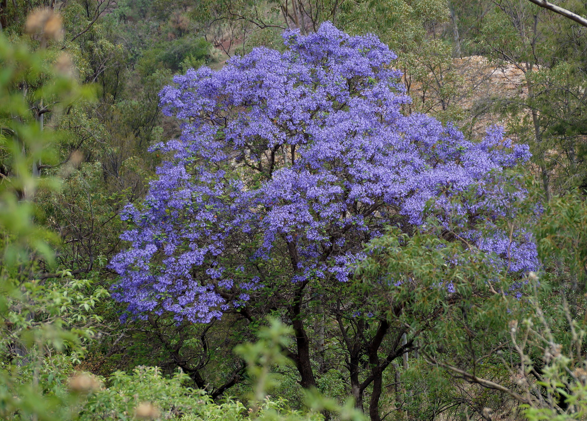 Jacarandá