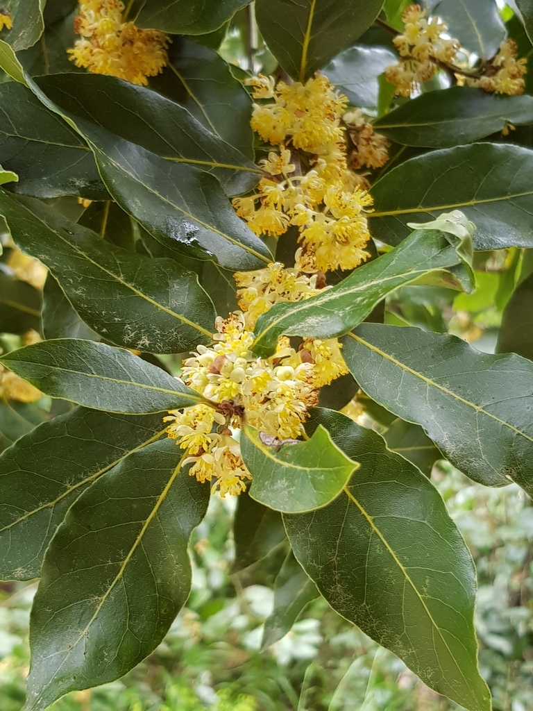 Laurel Comestible