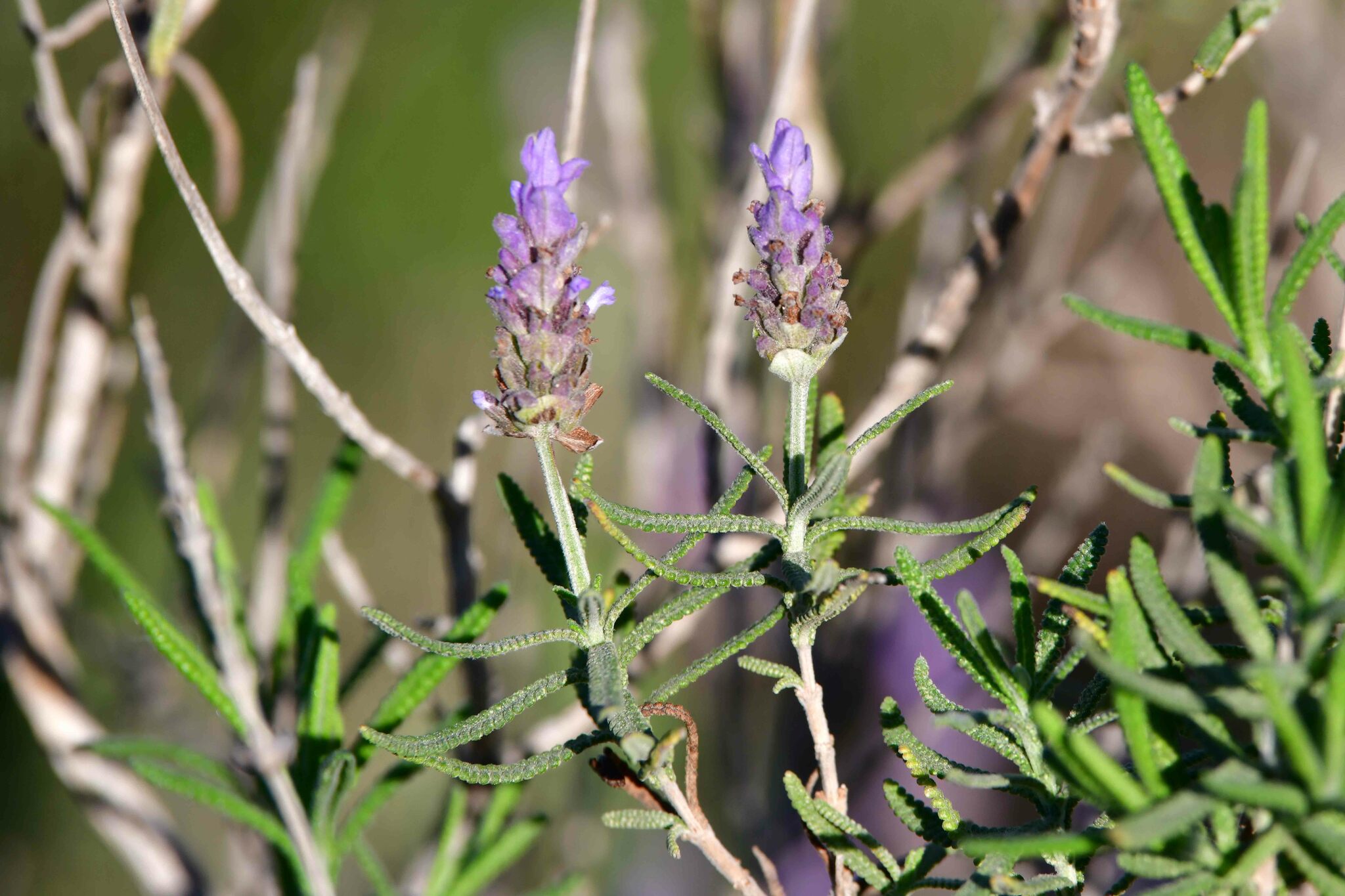 Lavanda