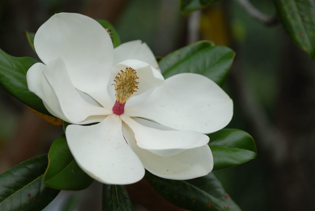 Magnolia Común