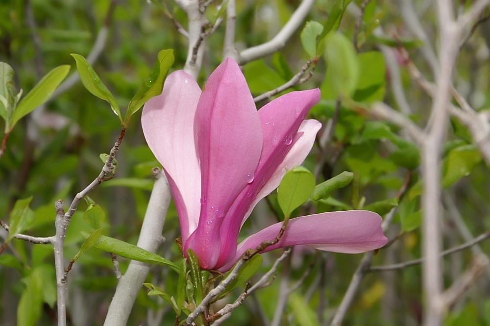 Magnolia