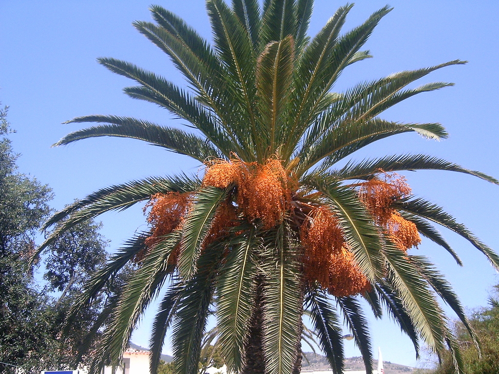 Palmera Canaria