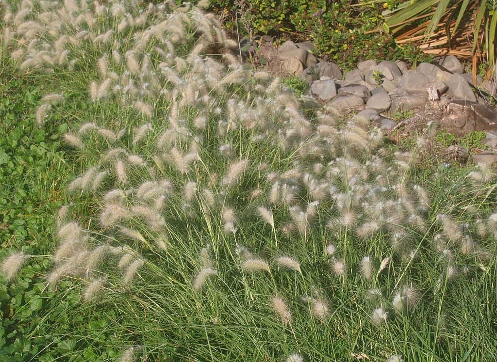 Pasto Africano Plumoso