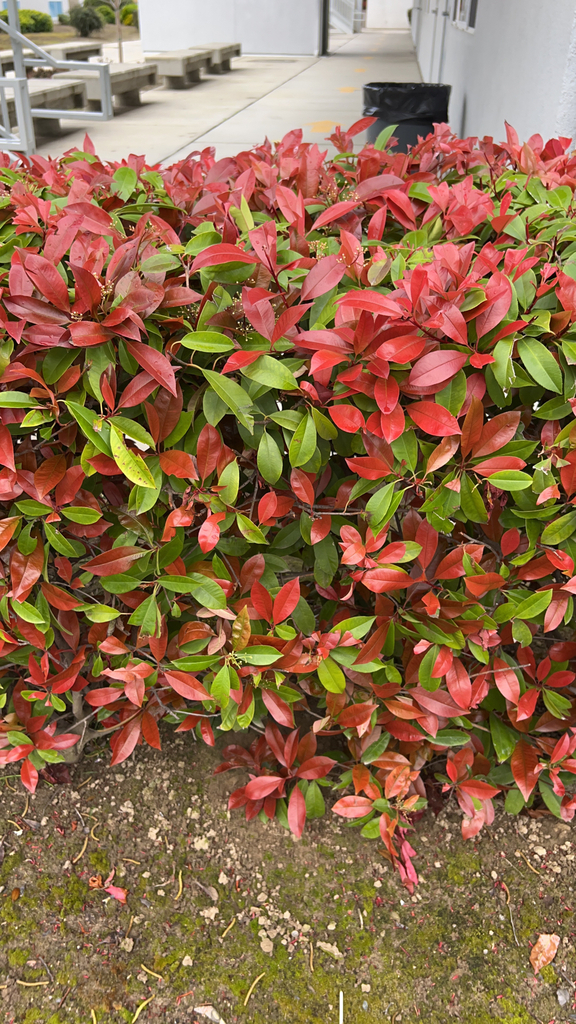 Photinia