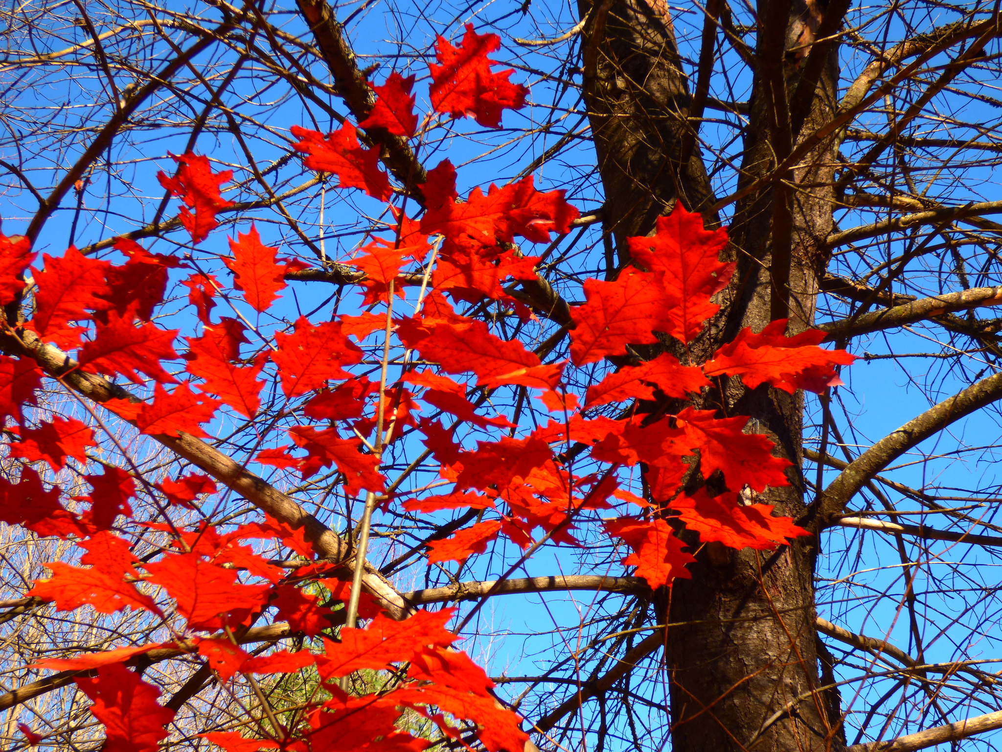 Roble Rojo Americano