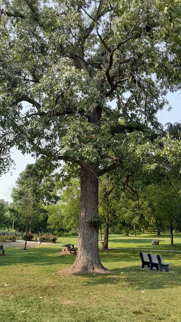 Roble Macrocarpa