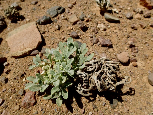 Rosa de Jericó