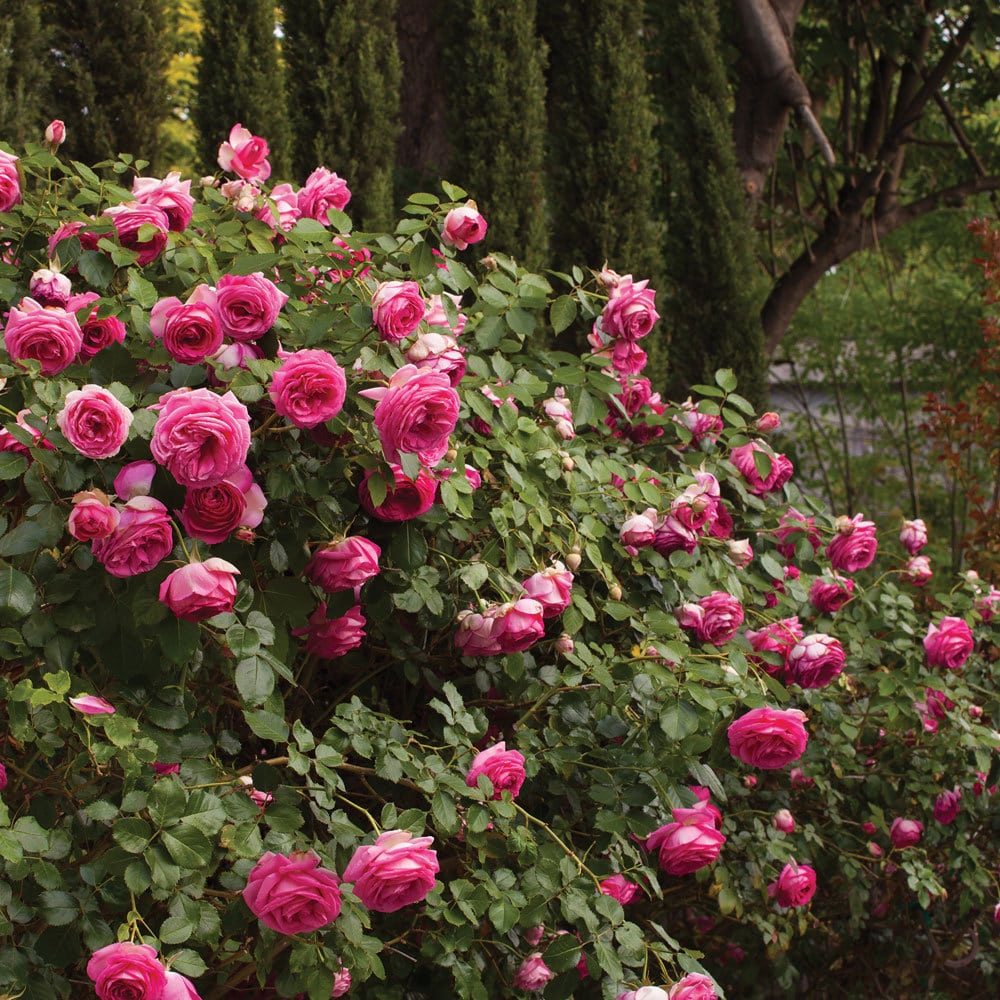 Rosa Trepadora