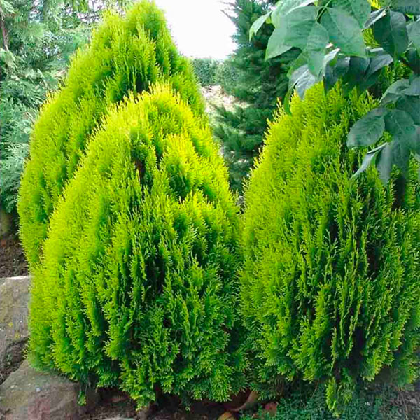 Thuja Compacta