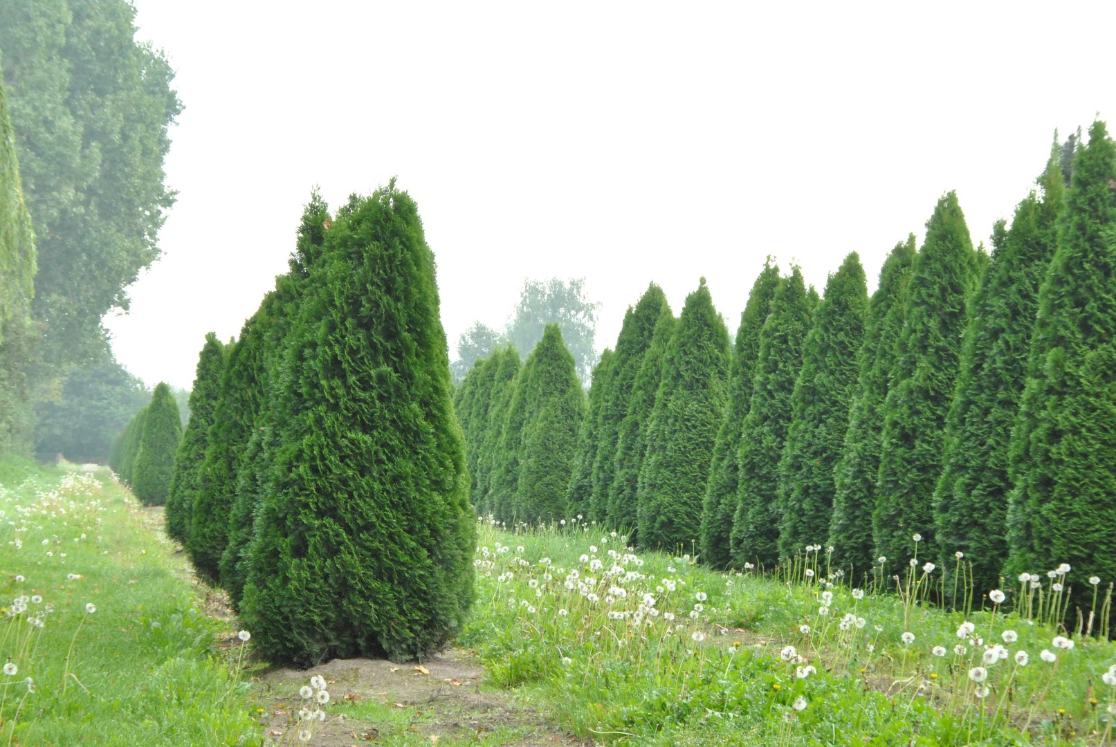 Thuja Smaragd